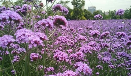 阳台再小，也要养2种花，耐寒又耐热，简单好养，美丽浪漫！