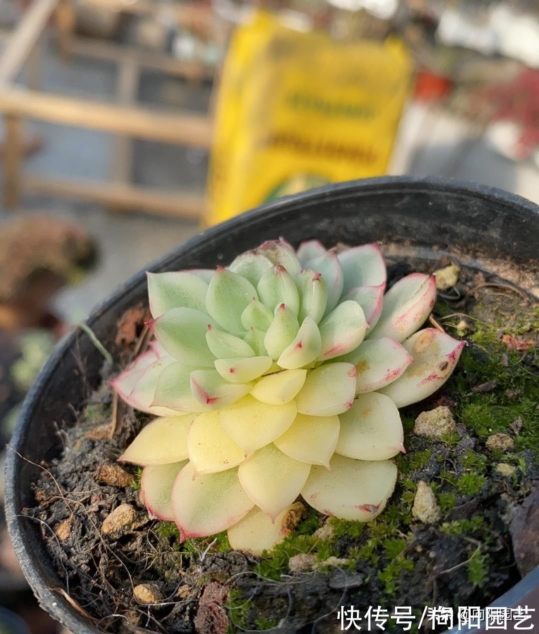 变异|3类多肉不要买,锦化,缀化,药锦,看起漂亮,死亡率很高
