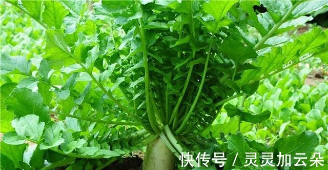 营养成分|这9种都是维生素C含量高的蔬菜,平时多吃点,皮肤好气色红润!