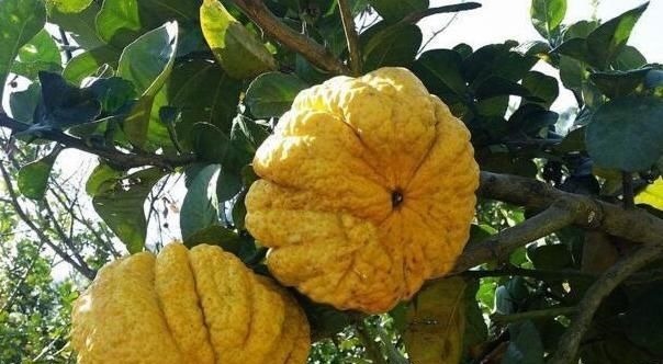 香橼|肝气一通,万病无踪2味常见中药泡茶饮,疏肝、理气、和胃