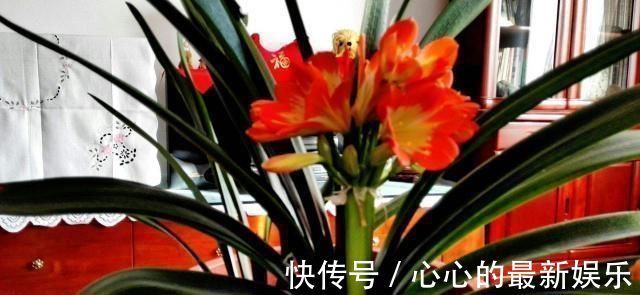 柳树|君子兰不见长、不开花“2种料”扔盆里,新芽多,一年开花2次