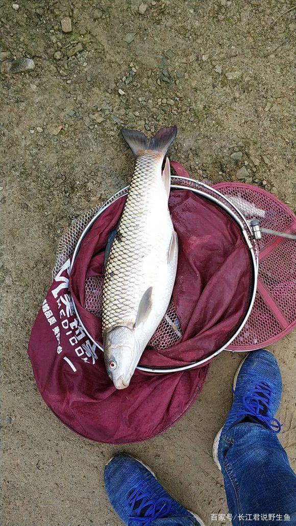 江西太冷了红眼鲮入侵江西却被成群冻晕，钓鱼人可以捞几十斤