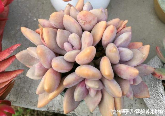 最皮实的多肉冬美人,不但四季可以露养,而且用什么土栽种都可以