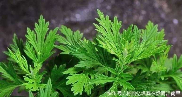 床垫用久了成螨虫窝,聪明的婆婆用这个土方法,立马将螨虫杀干净