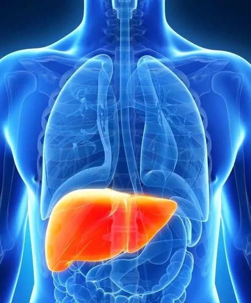 枳椇|想养好肝脏，饭后“一不要”，睡前“二不要”，这些越要越好