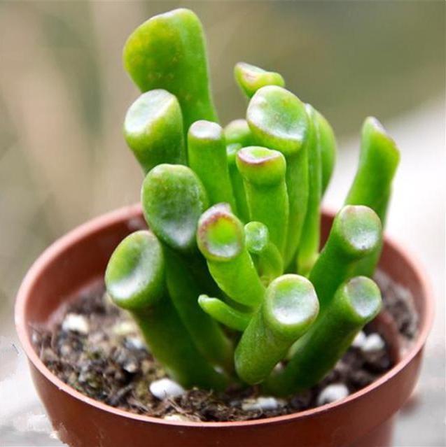 这种“植物”是懒人的最爱,有阳光就能爆盆,好养的不得了