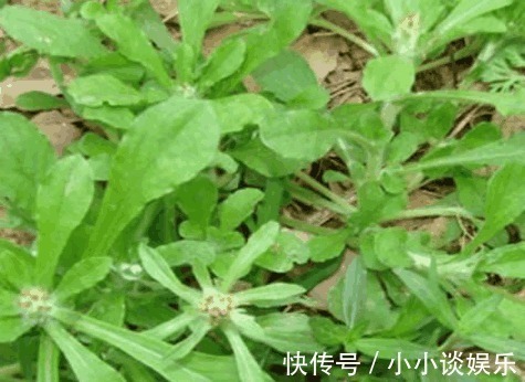 野菜|乡下有一种很常见的菜，治疗高血压、消化道溃疡、风湿性疼痛等