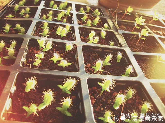 可爱|水果吃剩下的果核养成窗台上可爱的盆栽,你尝试过哪种