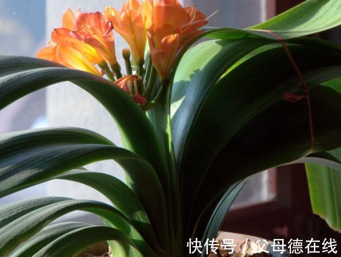 11月养君子兰，一种渣扔盆里，浇上1种水，叶绿花更艳