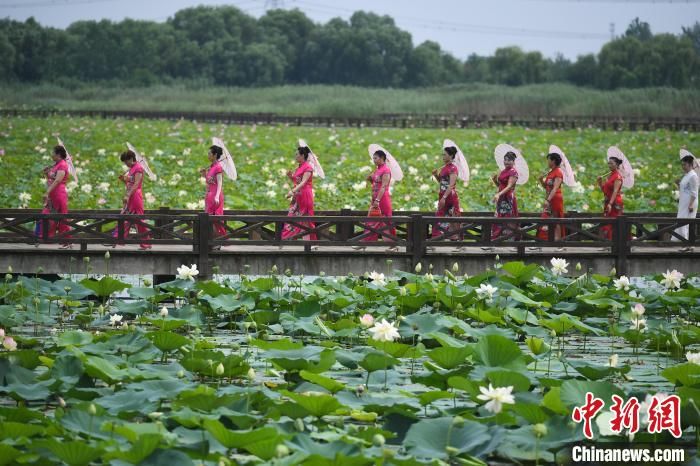 荷花淀|安徽淮南：千亩荷花绽放淮河腹地焦岗湖