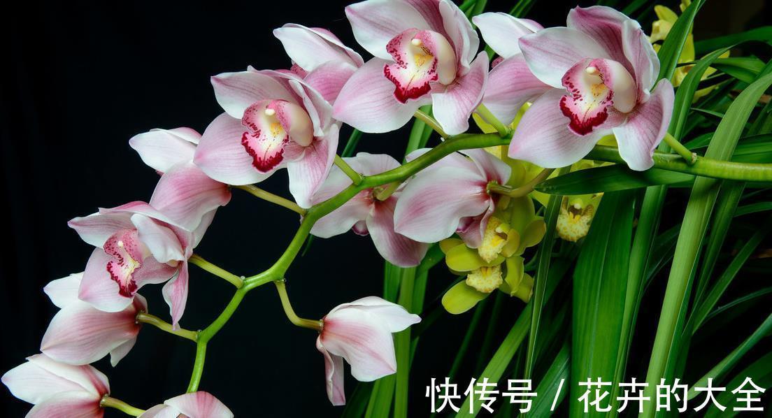 叶片|兰花中最好闻的大花蕙兰