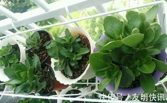 养分|盆栽养殖长寿花,花谢就修剪、施肥,等一个月又能催花了