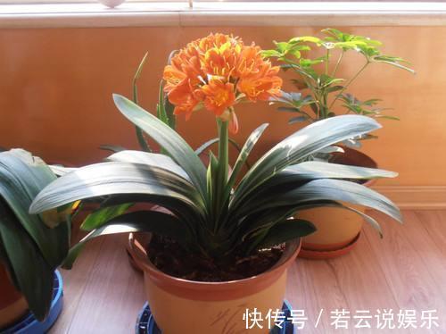 石蒜科|君子兰的“叶片”,别随便剪,否则一年都不会有花开,长不旺