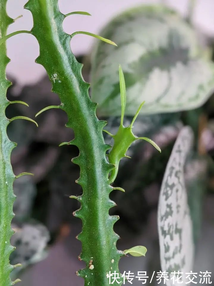 玉树|新手养好盆栽多肉的几个秘诀,选些好养的品种也是极其关键的