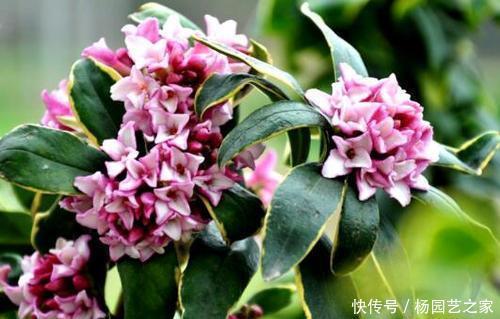 盆栽|5种盆栽花卉,比香水还香,养一盆香飘满屋,值得拥有!