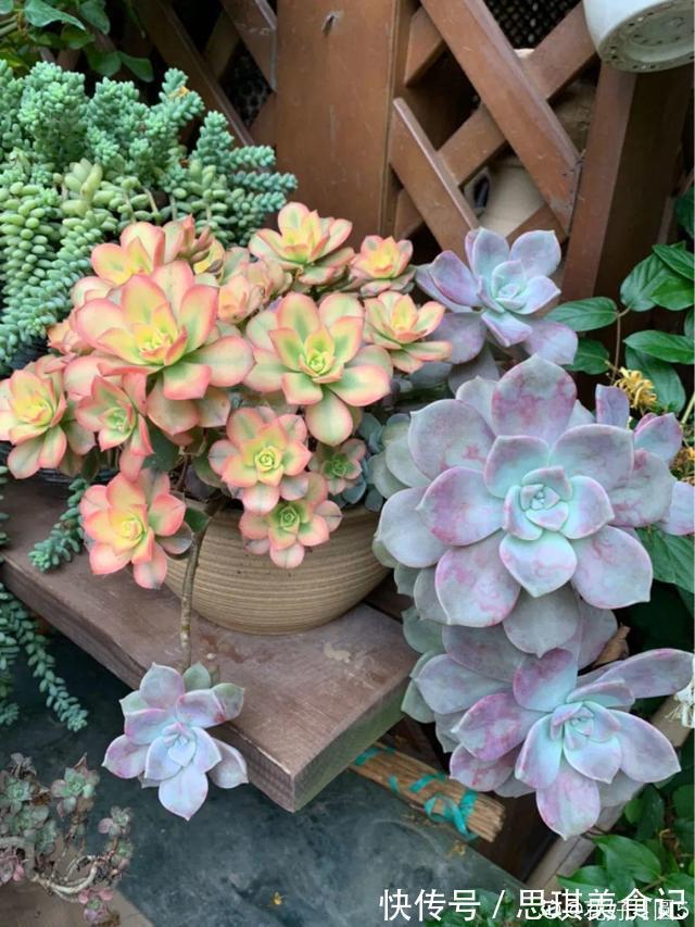 酥皮鸭|十几年的多肉“妖精”,自然老桩头,造型太美