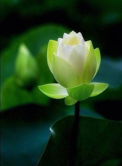 聪明|诸葛智慧:一场奇怪的梦,让诸葛亮悟到决胜智慧