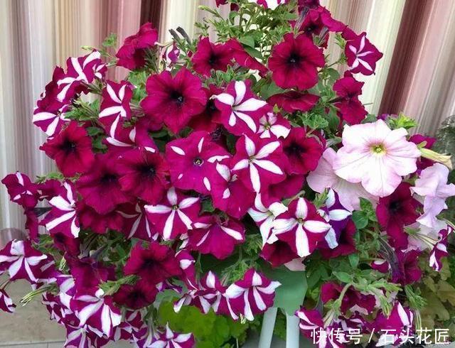 花友评选出6种“良心”好花,价格不高、花朵都是“高颜值”