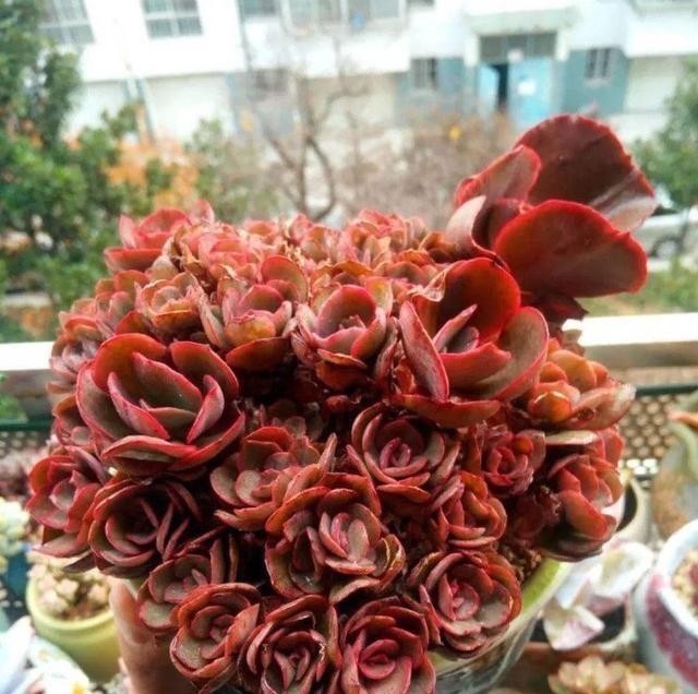 冬天里的多肉,做好“两件事”,安心过冬,不徒长状态更美