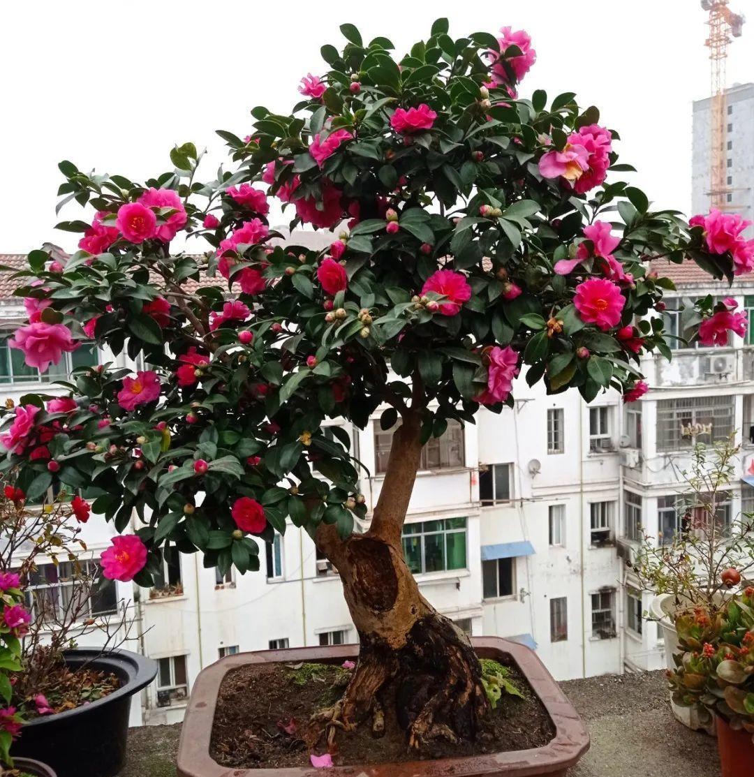 最小的盆,养最牛的花,还能开爆盆,真牛!