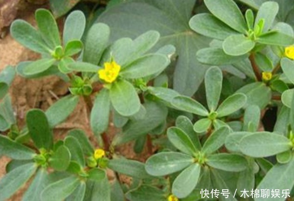 马齿苋和白酒混在一起,不仅白发变黑发,还有4大好处收入囊中