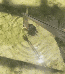 |搞笑GIF:当时妹子就急哭了 再也不穿裙子玩单杠了