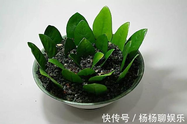 养护|悄悄告诉你,6种花“不用买”,1片叶子就能生根发芽、长爆盆