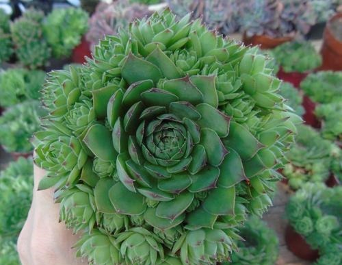 急性子养这6种“多肉”,长的快,状态美,半年就能长爆盆