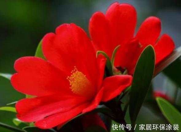 杜鹃红山茶|喜欢养护花卉，就养常年不落花，花开四季的花卉，比三角梅还好养