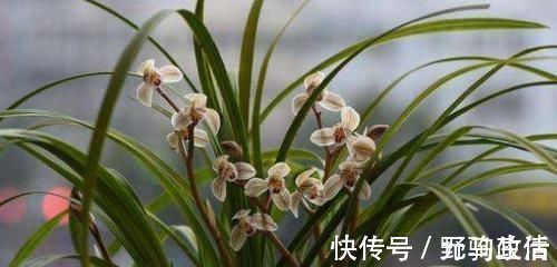 家中养兰花,几天浇一次水最合适?一根手指就知道