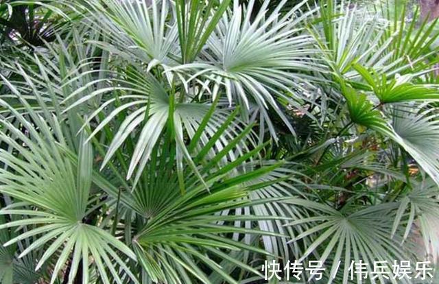 3种花被称为“守护神”,养2盆在家,能净化空气,观赏价值高!