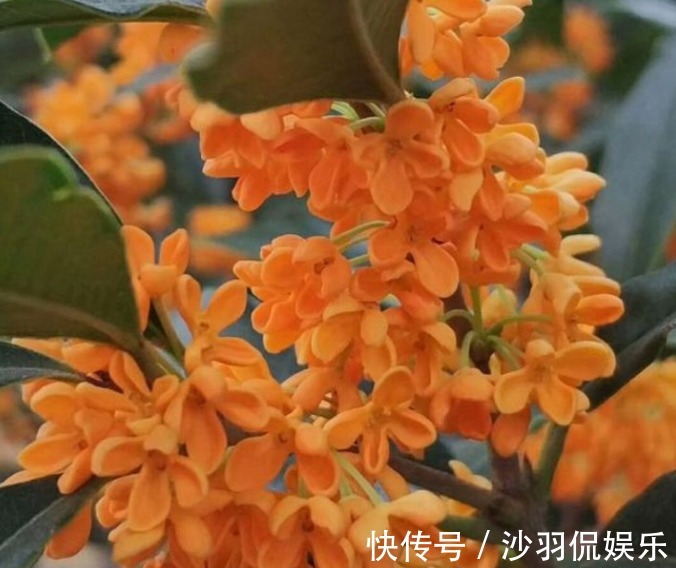 修剪|桂花“迟迟”不开花首先选对苗,再换个位置、施点肥,花开不断