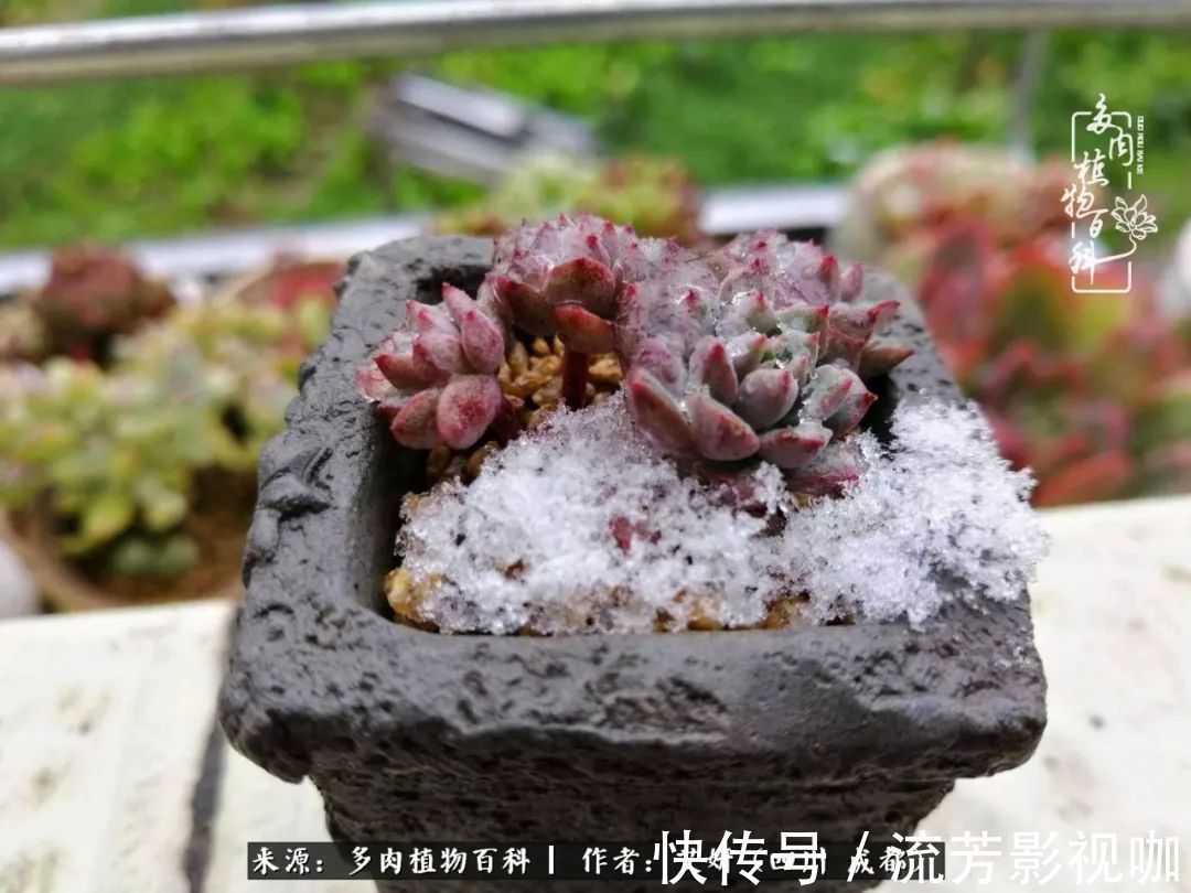 多肉|人生有时候就像多肉，不是不出彩，只是经历的时光还不够！