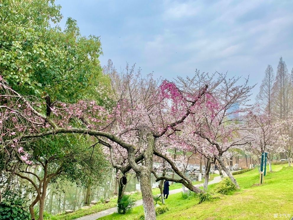 玄武湖|打卡：玄武湖樱花节