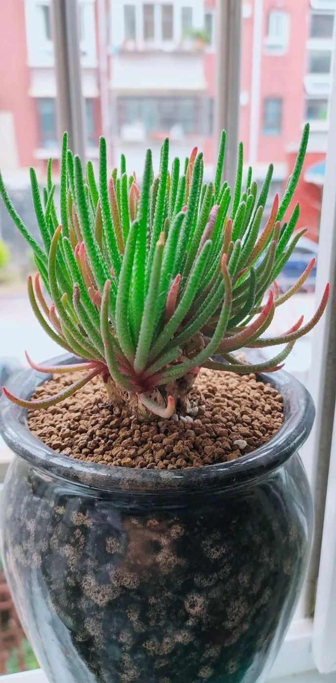 爱自己、爱家人、爱生活、爱多肉,因为有爱我便无惧风浪!