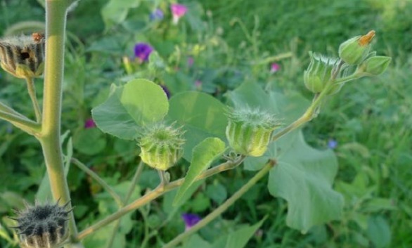 植物|农村一种植物,人称“车轮草”,田野里很多,却能治耳聋、耳鸣