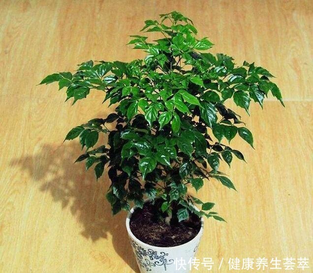 家养幸福树,只需“5招”,枝芽蹭蹭冒出来,油绿旺盛,成镇宅树!
