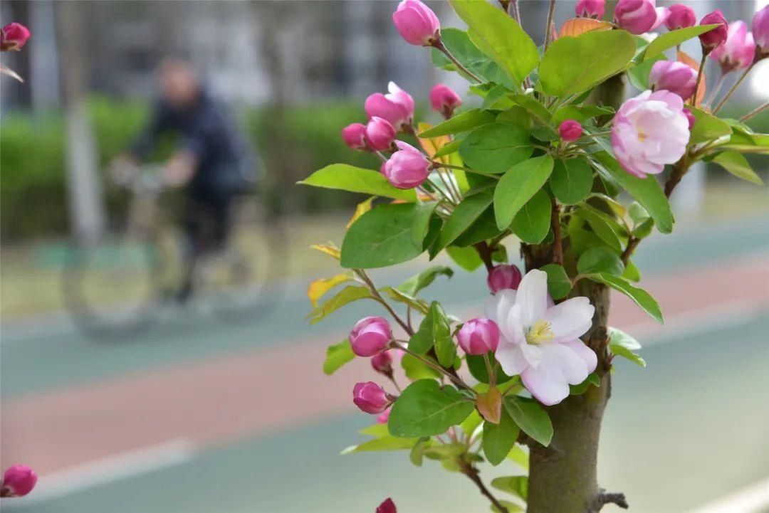 紫丁香、海棠芬芳馥郁，在昌平自行车专用路来一次观光骑行之旅吧