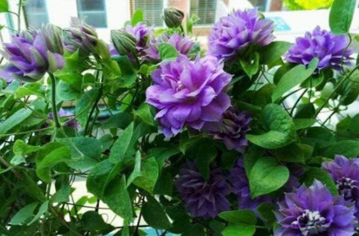 漂亮|大家最喜欢的4种花，好养开花漂亮，比绿萝好养，美爆阳台！