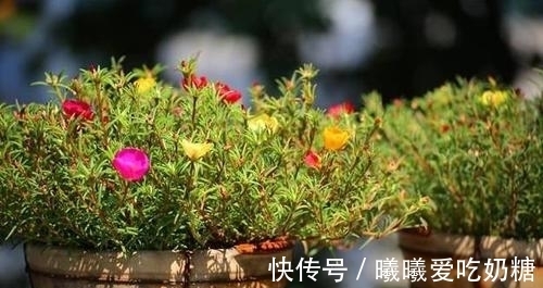 高手|养花高手也在学的5个爆花技巧,拿走不谢!