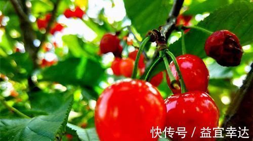 滋补身体|想长寿全靠吃，3种食物换着来，营养丰富、滋补身体，早吃早好