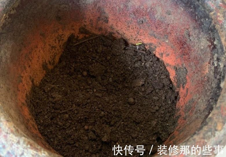 株苗|天气时冷时热，养花别急着干3件事，不然盆栽很难安然过8月