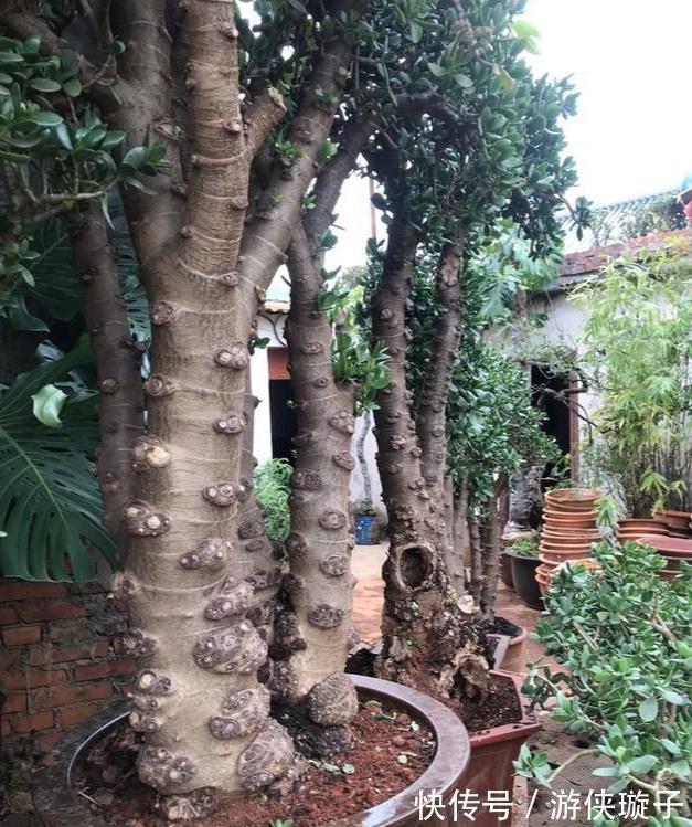 冬天养玉树,干养多晒更健壮,养成大腿粗的老桩,开满吉祥花