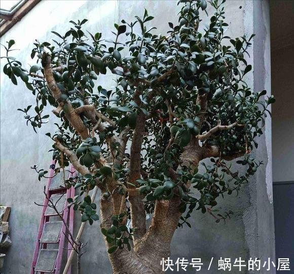 休眠|8种“漂亮花”,就怕暴雨天,淋雨就烂,赶紧搬到屋里去