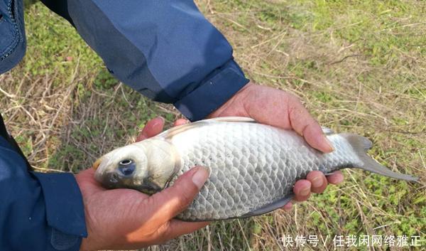  鲫鱼|冬季钓鲫鱼，先别着急下竿，两大策略帮你找鱼窝，不愁钓不到鱼！