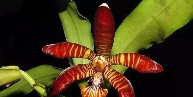 石斛兰|最全的兰花大鉴赏,看看你都见过几种兰花!