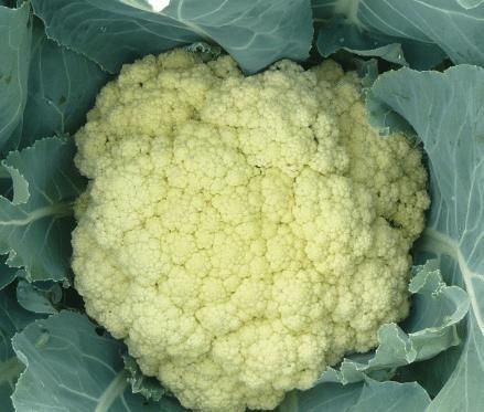 买花菜,“散花”和“紧花”区别很大,教你怎样挑选,别再买错了