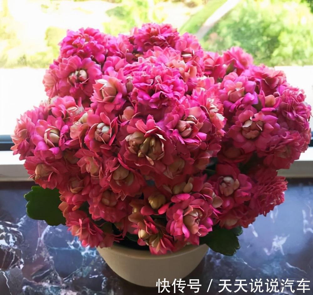 立冬后，养这10种花，切记不能多浇水，养不活都是由于手太勤