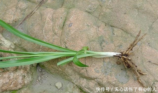 蛇崽草|农村一种奇草,蛇见到就怕,人称“蛇崽草”,民间常用来煲鸡汤