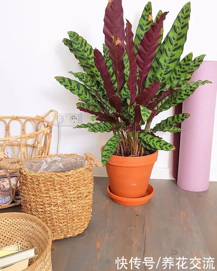 冬季买花“坑”很多，做好这几点，少吃亏，少上当